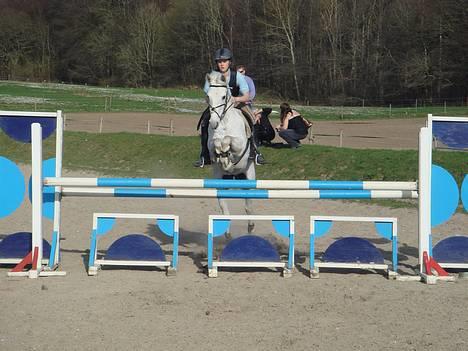 Irsk Sportspony Abbeytown Big Money*Solgt billede 17