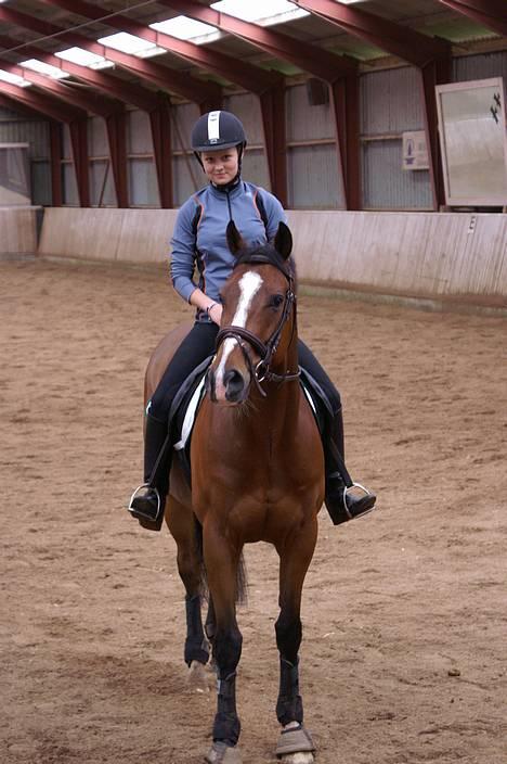 Fuldblod (XX) Media Force xx - På EDR. Smukke pruhest<33 billede 7