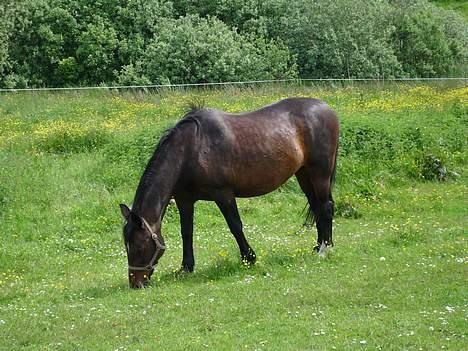 Oldenborg Belinda - Belinda. Juni 05 billede 15