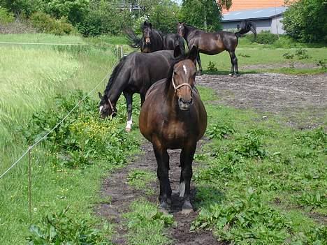 Oldenborg Belinda billede 17