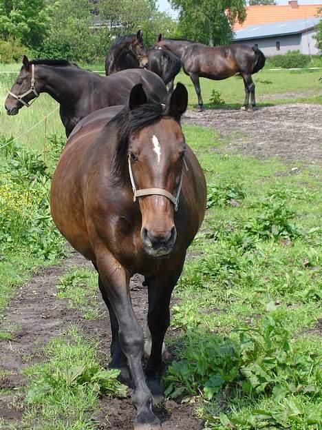 Oldenborg Belinda - Hvis nu jeg kommer hen til dig, vil du så ik gnubbe mig? hehe. Juni 05 billede 18