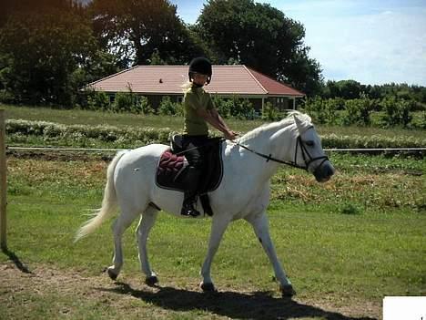 New Forest Silver billede 6
