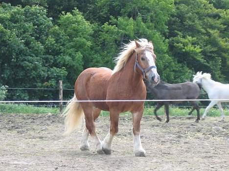 Jyde Gunter død:´( - Gunter ude på folden ihh han hygger sig billede 10