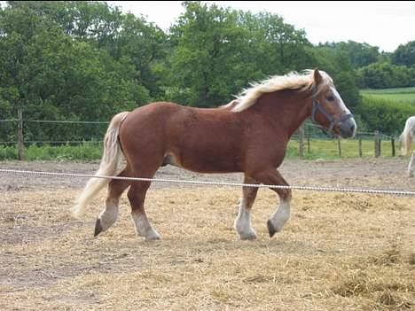 Jyde Gunter død:´( - Tror lige vi løber en tur i skal da se hvor god jg er til det  billede 11