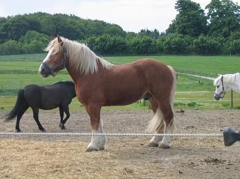 Jyde Gunter død:´( - Se hvor jeg kan stå pænt gir i ikk en hånd billede 12