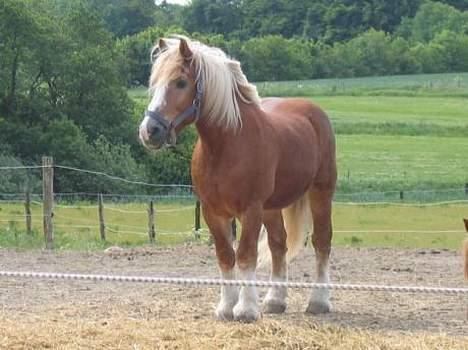 Jyde Gunter død:´( - Er han ikk pæn  billede 13