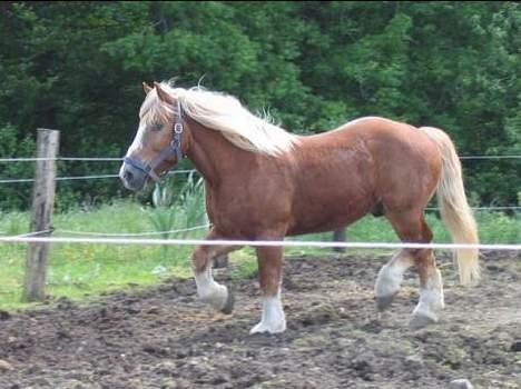 Jyde Gunter død:´( - løbe løbe i skal ikk komme og sige at en jyde ikk kan løbe for så har i ikk set mig billede 14
