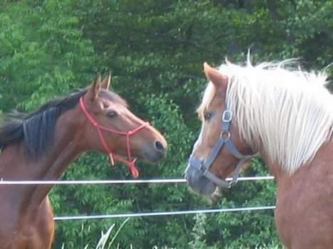 Jyde Gunter død:´( - Uhh mon den gider sige heej billede 15