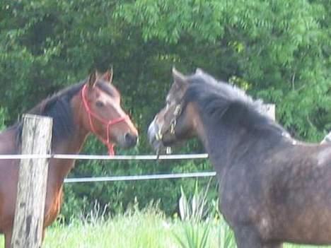 Anden særlig race gizmo (solgt) - Gizmo siger pænt hej billede 5