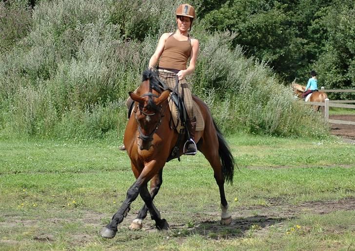 Hannoveraner shiba spudalshøj <33 - Foto: www.chaosphoto.dk .  billede 19