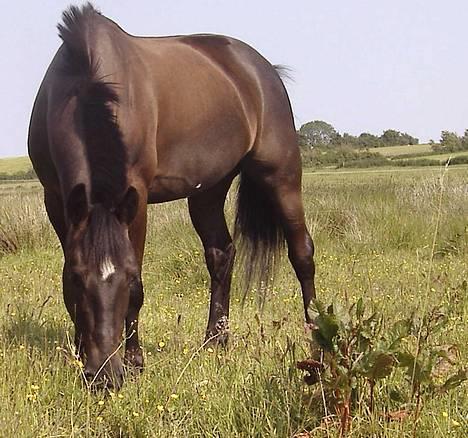 Anden særlig race Stella  - hun har bare sådan et kønt hoved ik:D billede 10