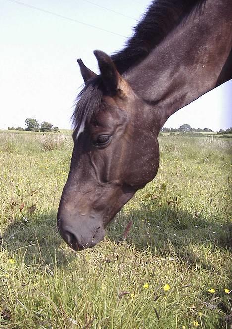 Anden særlig race Stella  - Over smukke stellas hoved billede 13