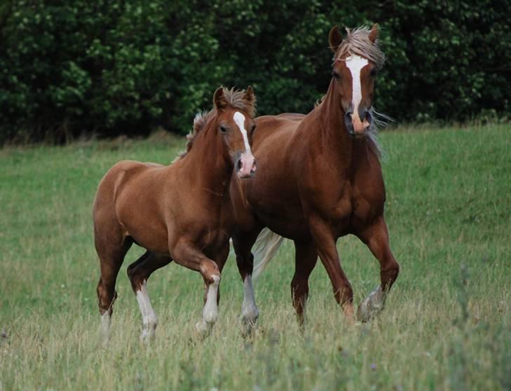 Welsh Cob (sec D) Lillelund's Miss Harmonie - samme billede 2