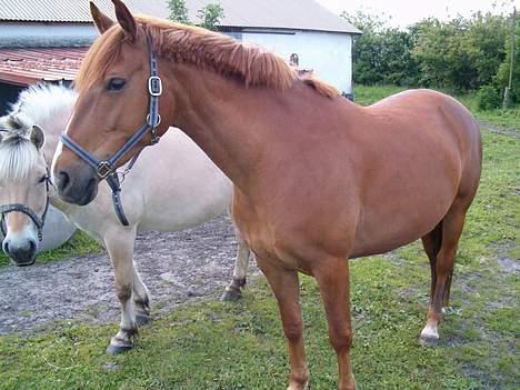 Anden særlig race Bella billede 4