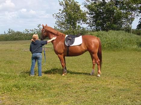 Anden særlig race Bella billede 5
