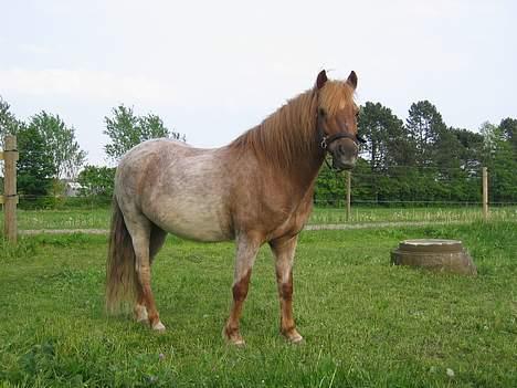 Anden særlig race Rasmus - Her er jeg på sommergræs billede 13