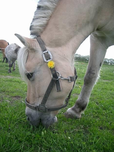 Fjordhest Freja †RIP 23/11-2010 billede 11