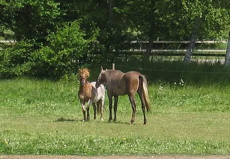 Anden særlig race Rasmus - Hov! Hør lige her Makker! Det er MIN grime...! billede 14
