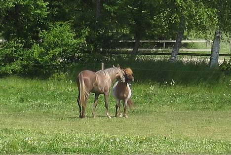 Arabisk fuldblod (OX) RM Qidar OX 3827 - Årh Rasmus, kom nu... Bare en lille smagsprøve - den grime ser altså rigtig lækker ud! billede 12