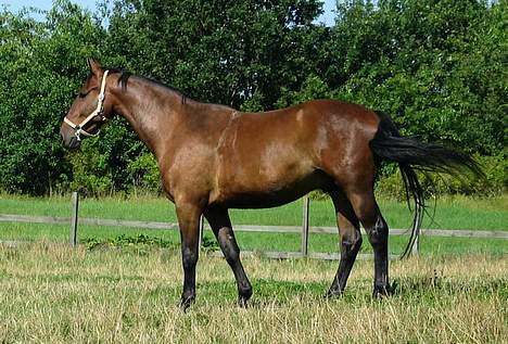 Anden særlig race Felix Julius - Taget i 2003, da han i en kort periode var på prøve hos en i KBH. Hun ville ikke købe, så vi endte med at beholde ham selv :-) Heldigvis billede 3