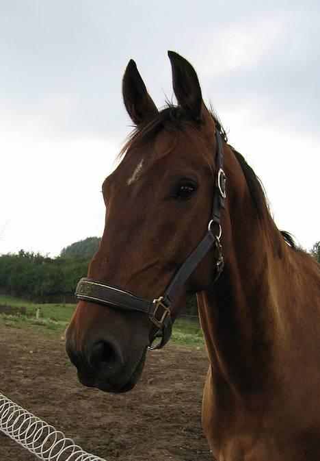 Anden særlig race Felix Julius - Fra d. 20. august 2006 - Smukke dreng *S* billede 13