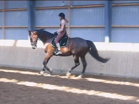 Anden særlig race Felix Julius - Fra d. 22. maj 2005 - Felix og Julie i galop - Undskyld kvaliteten! billede 16
