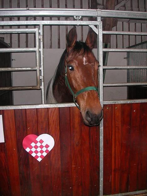 Anden særlig race Felix Julius - Julen 2004 - Felix i sin boks på Ærtebjerg Ridecenter. billede 18