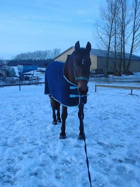 Anden særlig race Felix Julius - Vinteren 05/06: Felix i sneen.. billede 20