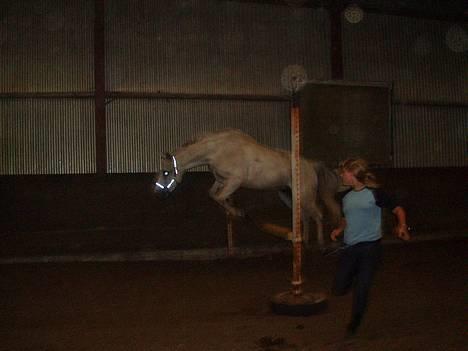 Connemara Conall (SOLGT) -  Min smukke pony springer.! Super flot billede 18