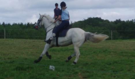 Connemara Conall (SOLGT) - DM i Mounted Games.. Der er fart på den lille mand:D Hehe billede 19