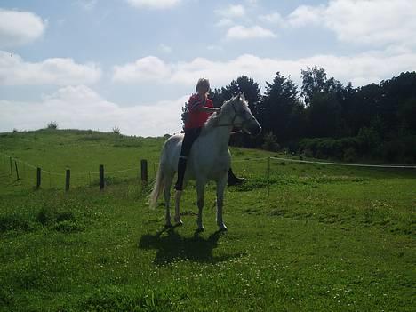 Connemara Conall (SOLGT) - JEG.. Er smuttet... Ses du billede 20