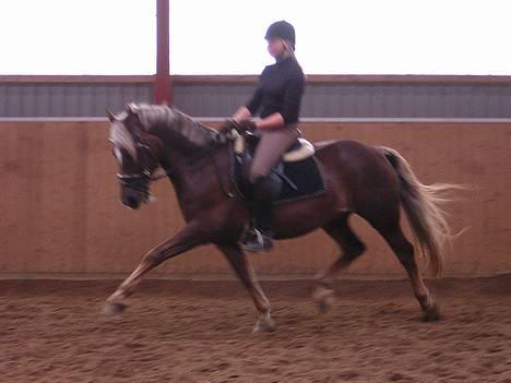 Welsh Cob (sec D) Dankirkeby icon - Solgt - en øning derhjemme.. billede 13