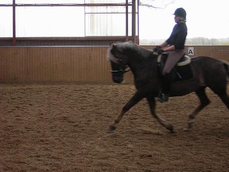 Welsh Cob (sec D) Dankirkeby icon - Solgt - lidt trav.. 29/4-2006 billede 14