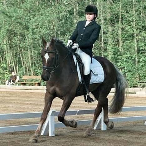 Welsh Cob (sec D) Dankirkeby icon - Solgt - SJM. i Børkop. såå fiin billede 16