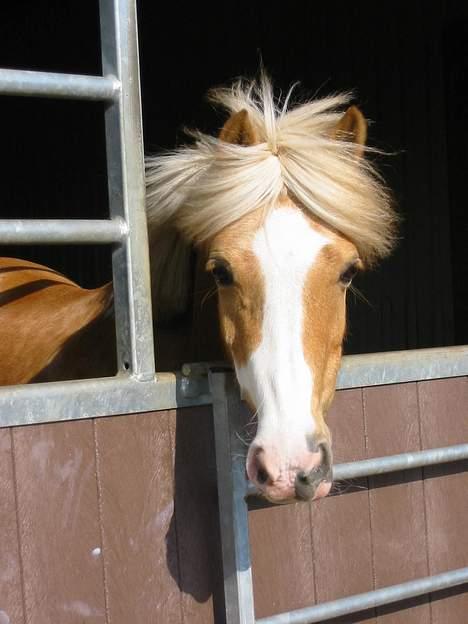 Palomino Sanne billede 1