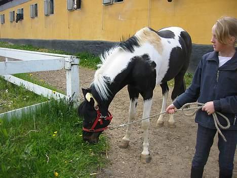 Pinto Elina billede 10