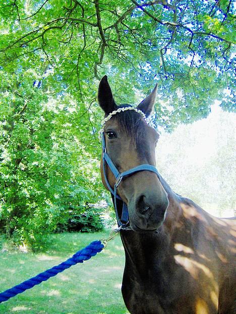 Traver Virina T - I*M THE QUEEN! smiler.. billede 8