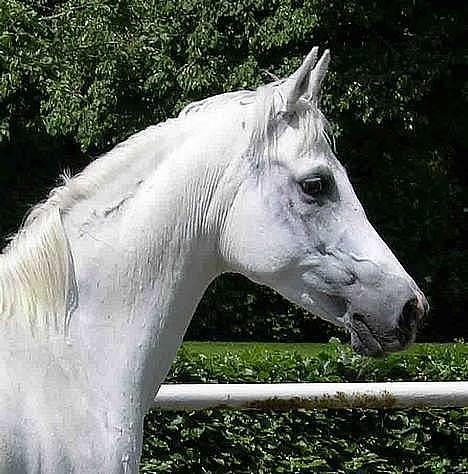 Arabisk fuldblod (OX) Chena OX 1920 *DØD †* - Chena, sommer 2005 billede 2