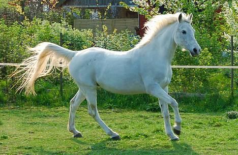 Arabisk fuldblod (OX) Chena OX 1920 *DØD †* - Chena, forår 2006 billede 3