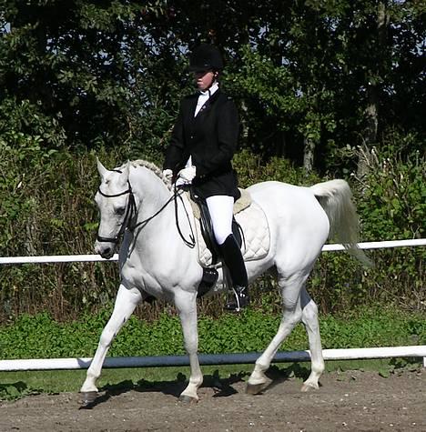 Arabisk fuldblod (OX) Chena OX 1920 *DØD †* - Toftlund Rideklub d.24.09.06  -> LC3 eller LB2 (?) billede 4