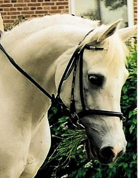 Arabisk fuldblod (OX) Chena OX 1920 *DØD †* - Chena, optog igennem byen til Jejsing-ringridning 2003 billede 5