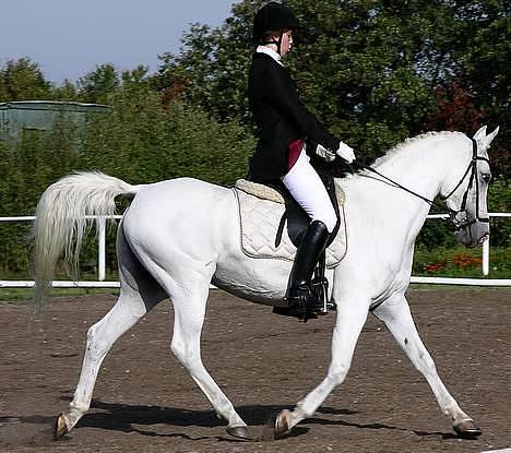 Arabisk fuldblod (OX) Chena OX 1920 *DØD †* - Chena, sommer 2005 billede 6