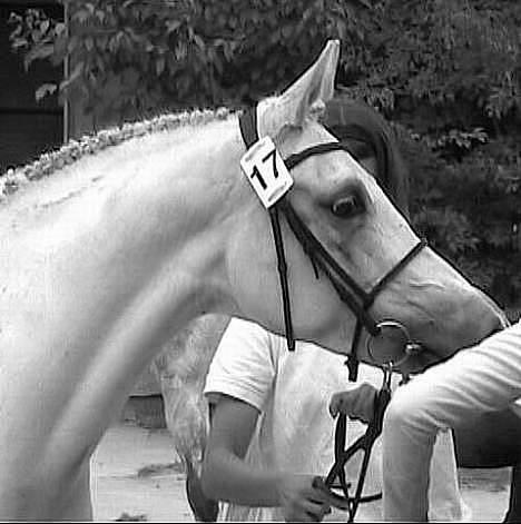 Arabisk fuldblod (OX) Chena OX 1920 *DØD †* - Chena, september -> kåring 2004 billede 7