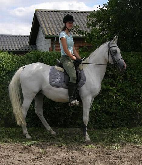 Arabisk fuldblod (OX) Chena OX 1920 *DØD †* - BOOR d.26.03.2006 - 1.plads i LC1 + LC2 billede 9