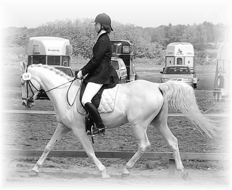 Arabisk fuldblod (OX) Chena OX 1920 *DØD †* - Tinglev Rideklub, august 2006  -> LC3  billede 11