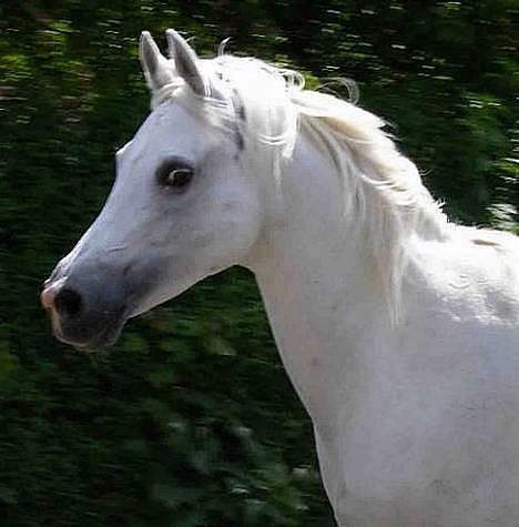 Arabisk fuldblod (OX) Chena OX 1920 *DØD †* - Chena, sommer 2005 billede 12