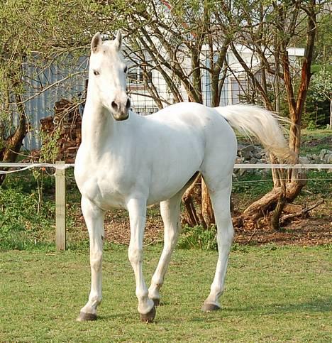 Arabisk fuldblod (OX) Chena OX 1920 *DØD †* billede 13