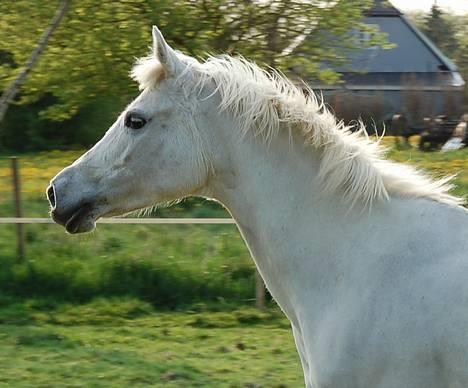 Arabisk fuldblod (OX) Chena OX 1920 *DØD †* billede 14
