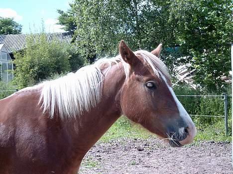 Anden særlig race Tessa(Greta) * SOLGT* :'( - endnu et hovede billede billede 8