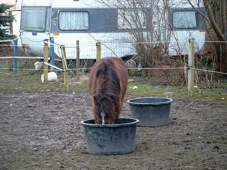 Anden særlig race Sera. R.I.P 2-9-10 - Hvorfor kiqqer du ? billede 5